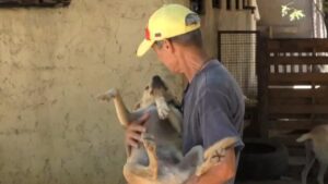Un refugio rescata a cientos de mascotas tras el doble terremoto en Venezuela