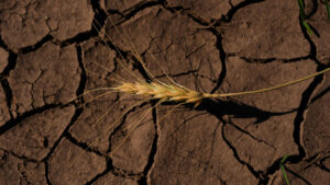 Economía – El Niño amenaza con multiplicar las pérdidas económicas y afectar las cadenas de suministro